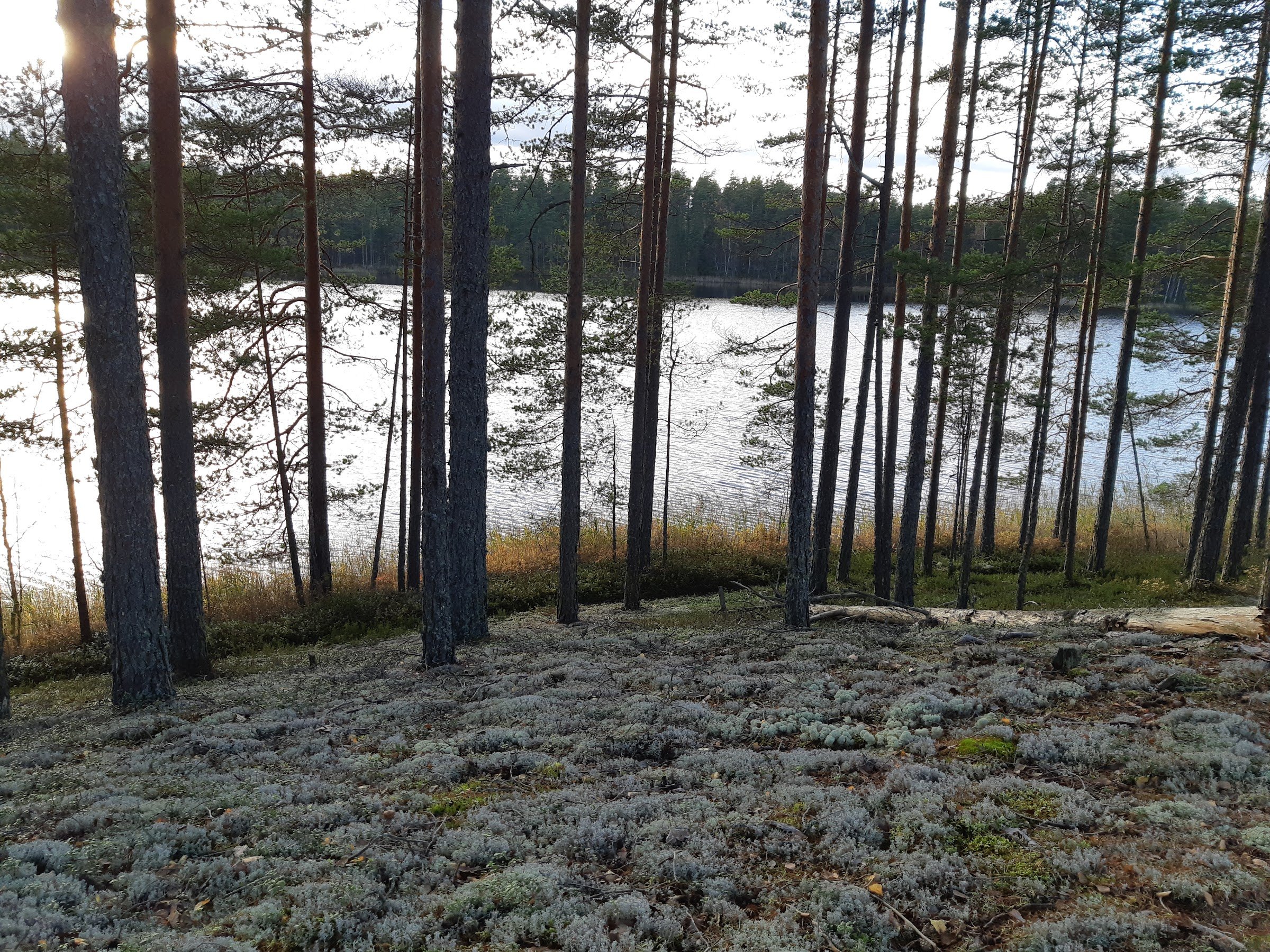 Heisanharju Ridge (Heisanharjun luonnonsuojelualue)